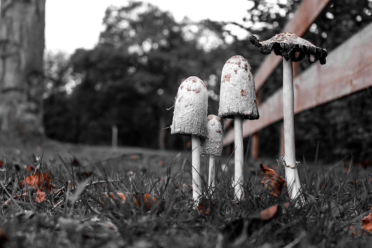 Pilze Mushroom Wald Natur