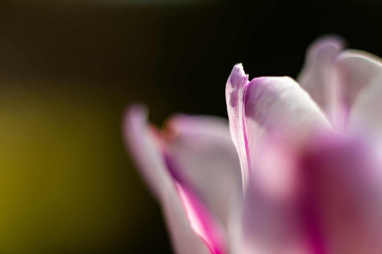 _MG_6432