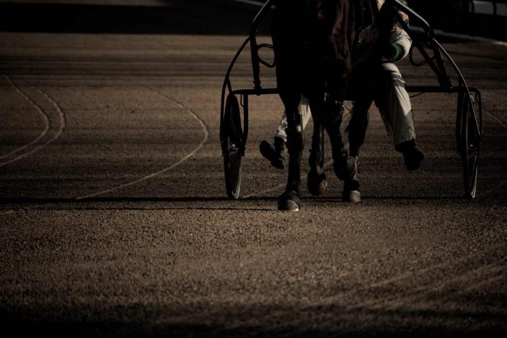 Pferd Horse race