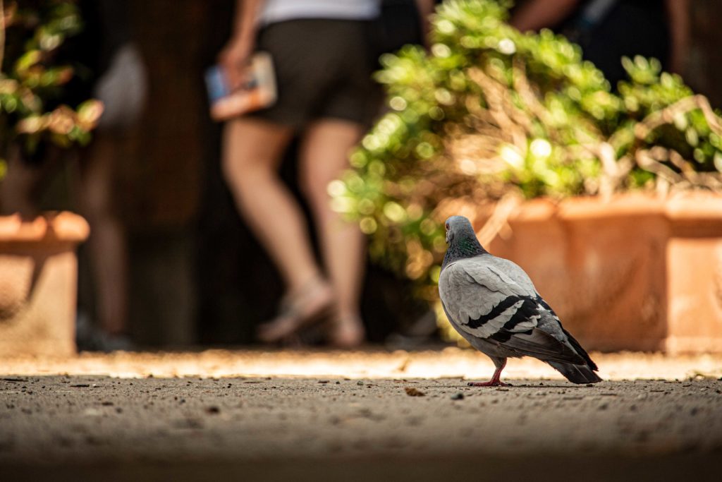 taube Pidgin gurr sunny day