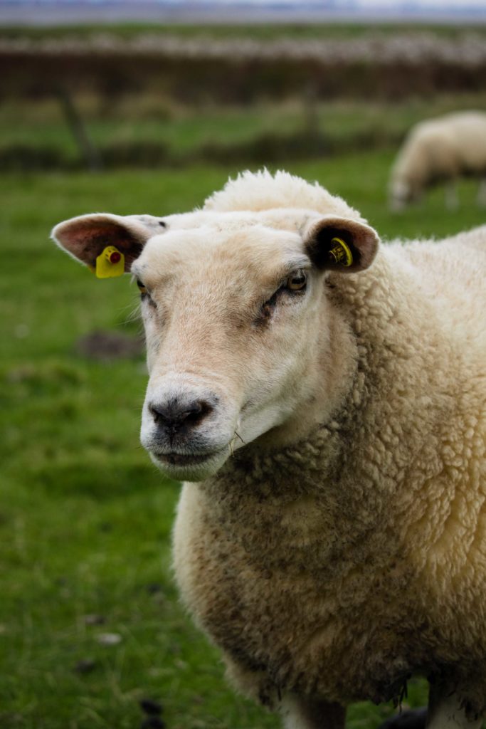 sheep schaf weide