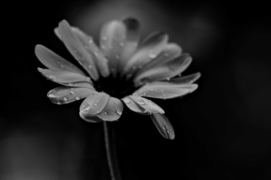 Flower black and white