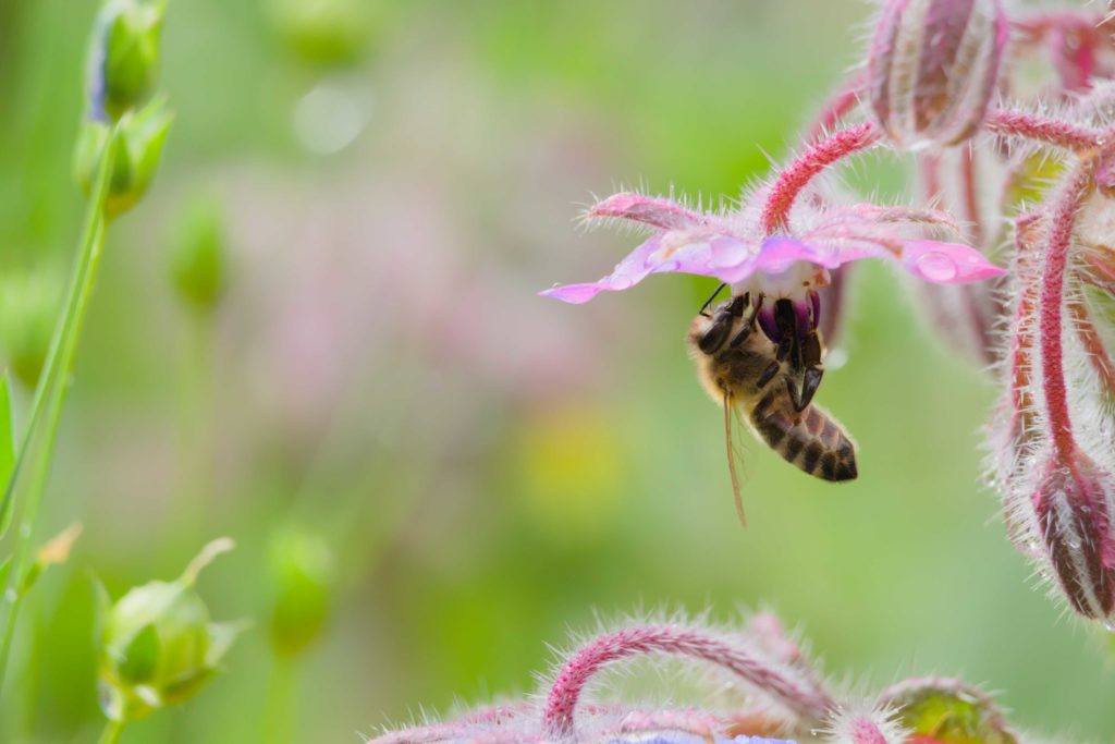 Bee Biene Flower
