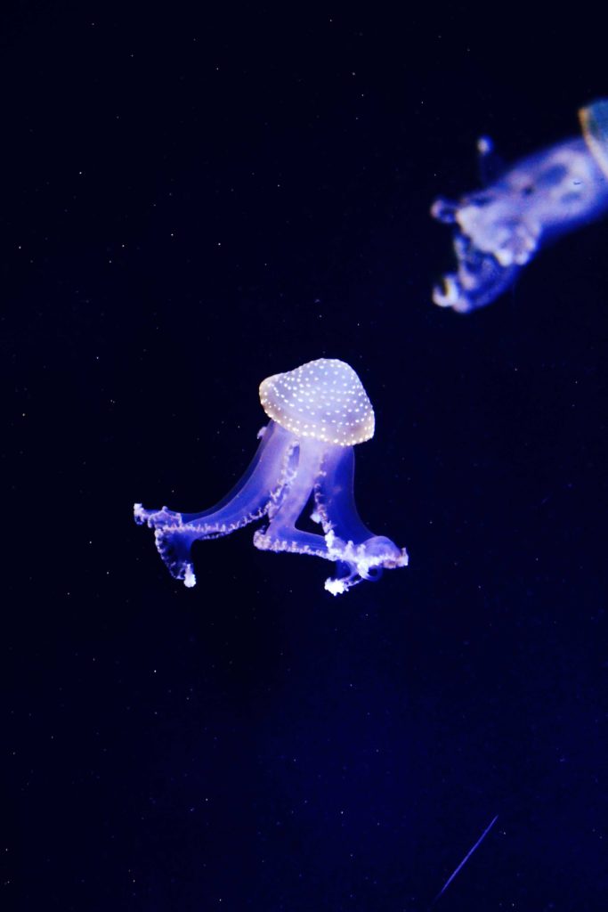 Qualle Wasser Water animal