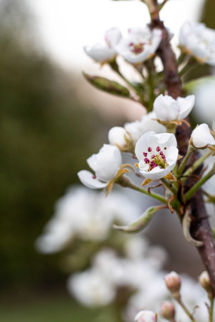 Spring Flower Obstbaum