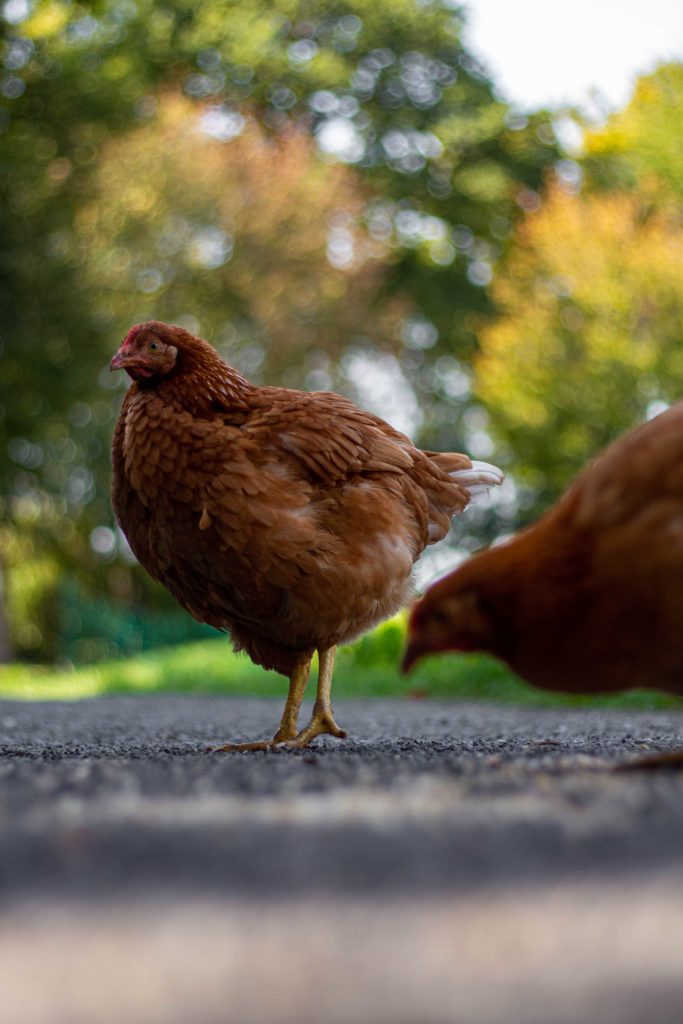 chicken Huhn