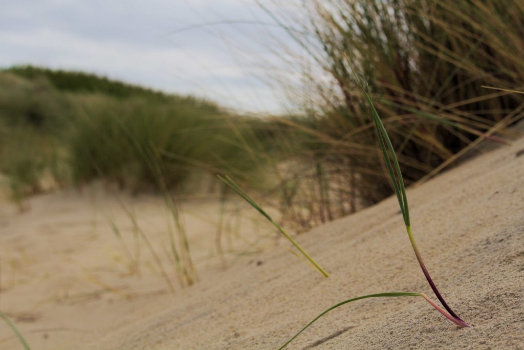 Netherlands Beach