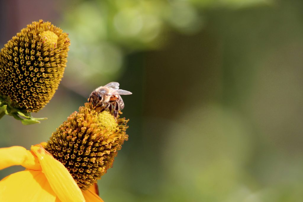 Bee Flower