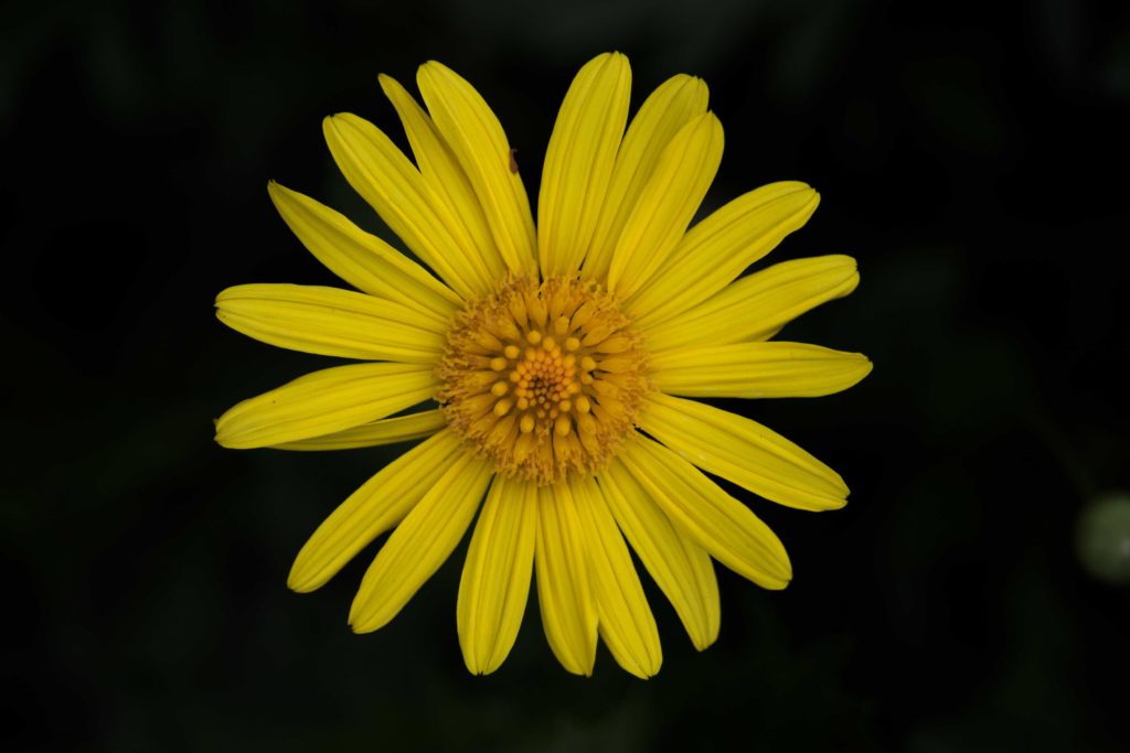 Flower yellow black