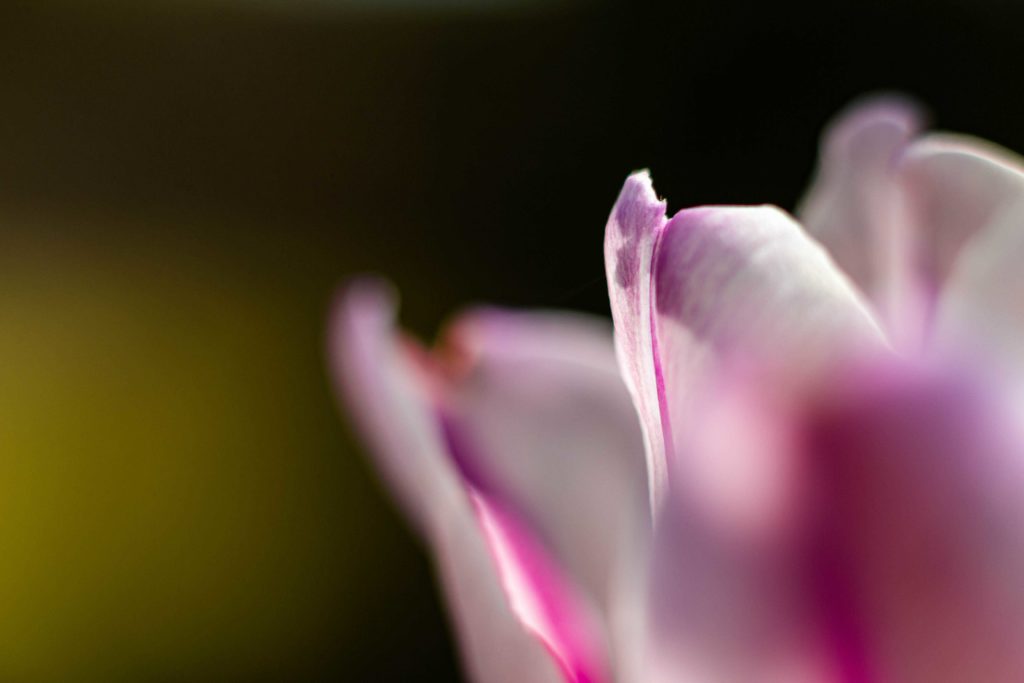 Flower Tulpen Spring