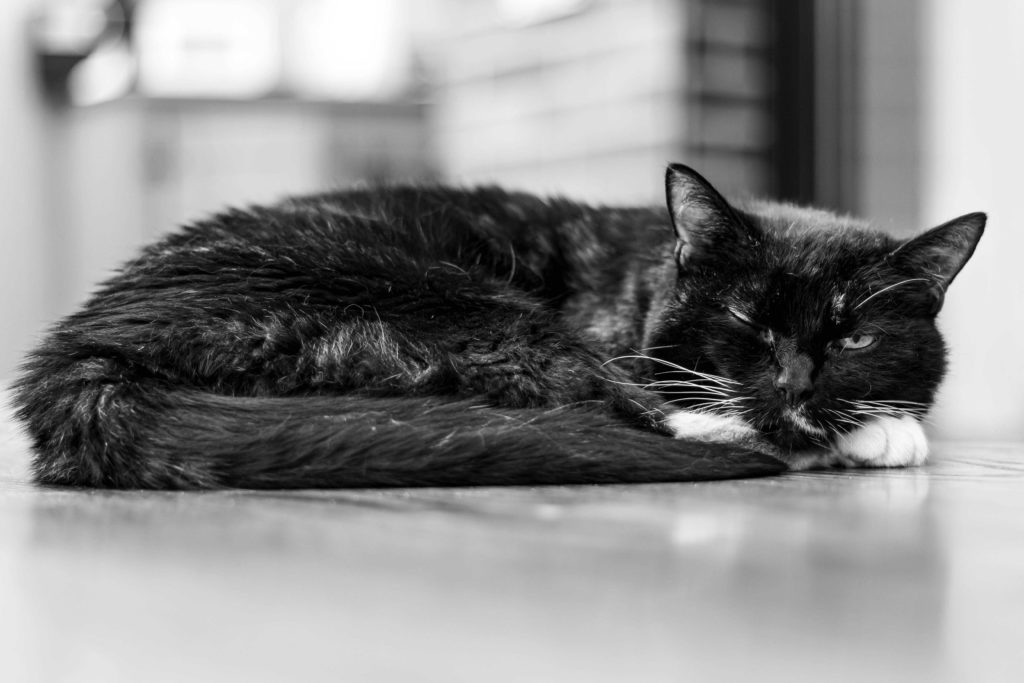 Katze Cat black and white