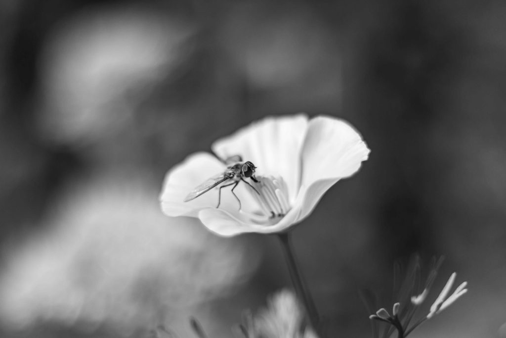 Fly fliege Flower Blume Black and White