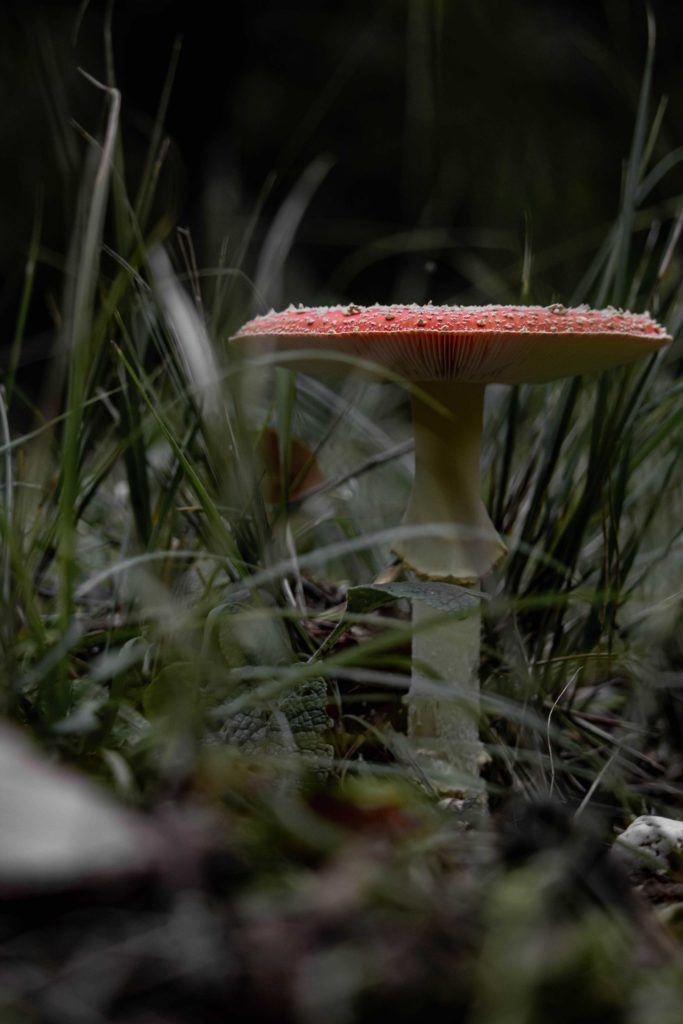 Mushroom Herbst Pilz Fliegenpilz