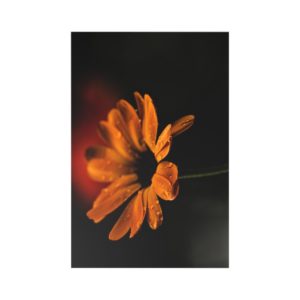 Regen Blume Postkarten