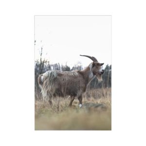 Goatcard