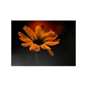 Regen Blume Poster