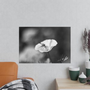 Sich sonnende Fliege Poster