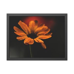 Regen Blume gerahmt