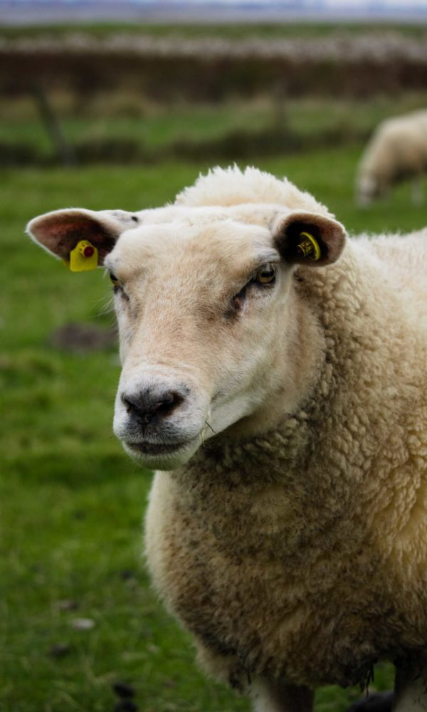 sheep schaf weide