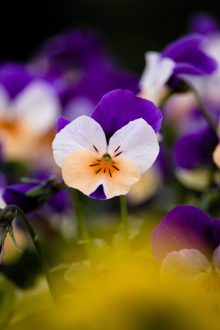 Flower Yellow white purple