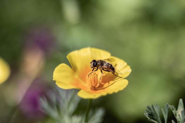 insert fly fliege Blume
