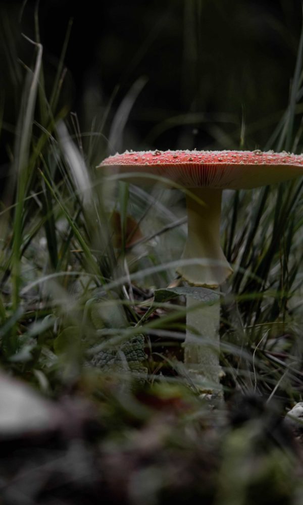 Mushroom Herbst Pilz Fliegenpilz